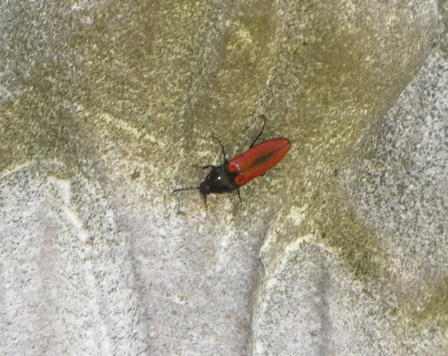 Ampedus sanguinolentus - középfoltos pattanó