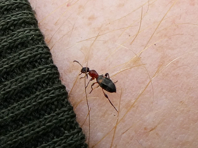 Anthelephila pedestris - hangyaszerű fürgebogár