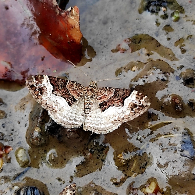 Xanthorhoe biriviata - kétsávos tarkaaraszoló
