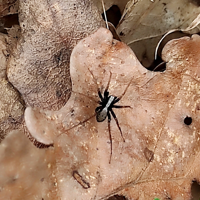 Pardosa alacris/lugubris