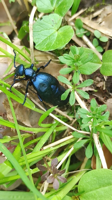 Meloe violaceus - kék nünüke