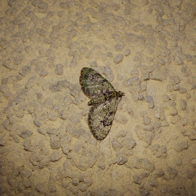 Chloroclystis v-ata - zöldes törpearaszoló