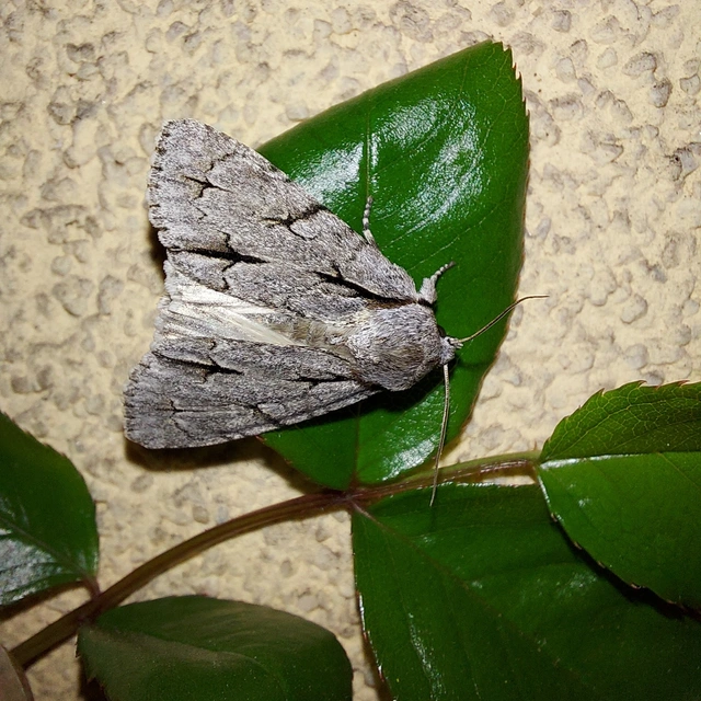 Acronicta cuspis/tridens/psi