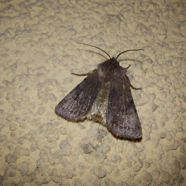 Cerastis rubricosa - vörhenyes tavaszibagoly