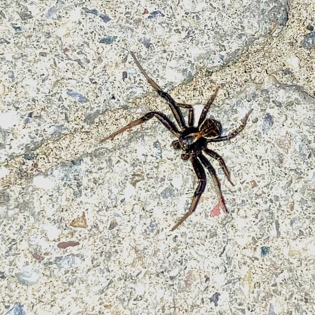 Xysticus