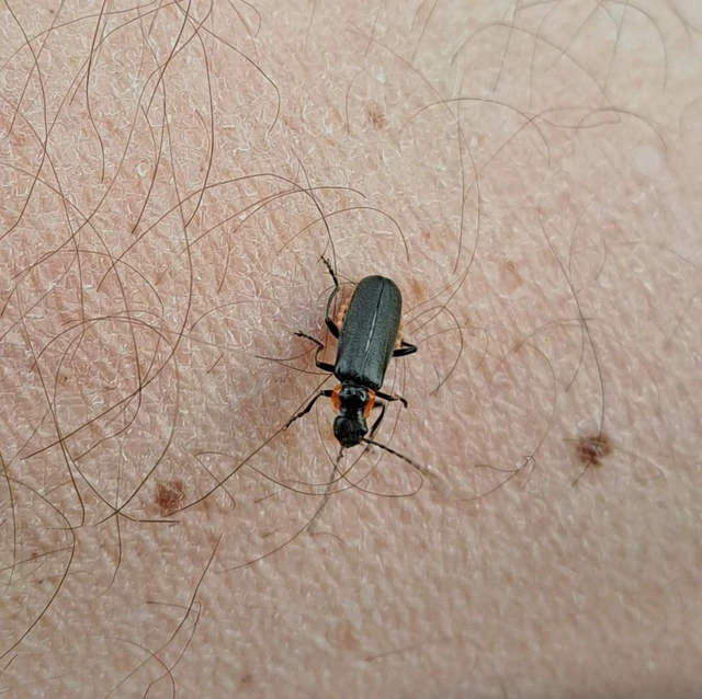 Cantharis