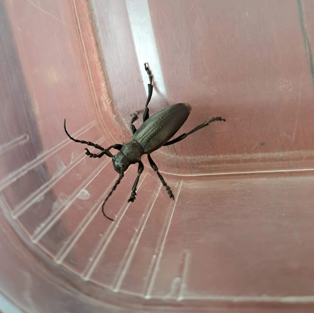 Dorcadion aethiops - fekete gyalogcincér