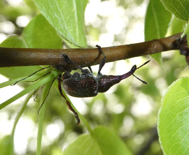 Rhynchites giganteus - fémes körteeszelény Rhynchites giganteus - fémes körteeszelény