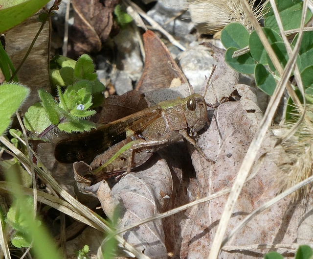 Aiolopus strepens - déli áttelelősáska