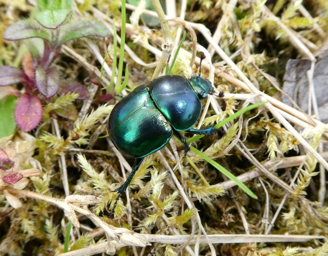 Trypocopris vernalis - tavaszi álganéjtúró