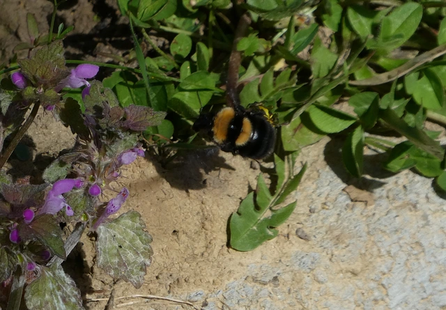 Bombus argillaceus - délvidéki poszméh