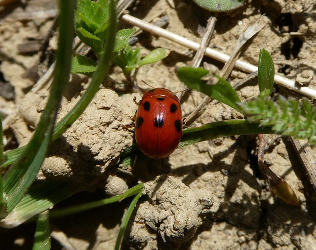 Gonioctena fornicata - közönséges lucernabogár Gonioctena fornicata - közönséges lucernabogár