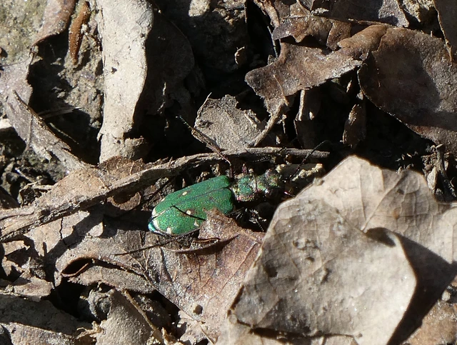 Cicindela campestris - mezei homokfutrinka
