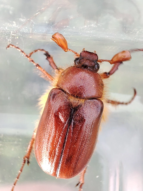 Holochelus aequinoctialis - tavaszeleji cserebogár