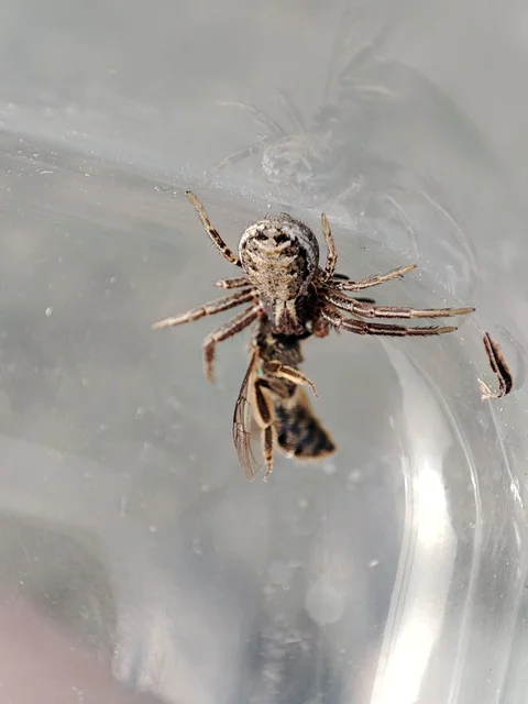 Xysticus