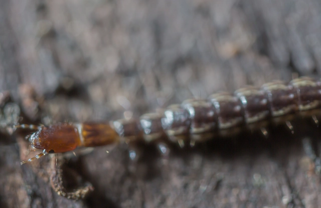 Raphidioptera - Tevenyakú-fátyolkák