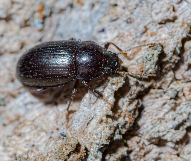 Nalassus dermestoides - rövidszárnyú gyászbogár