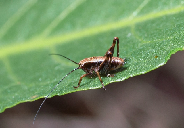 Pholidoptera griseoaptera - szürke avarszöcske