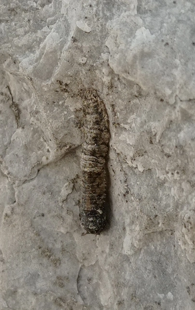 Dactylolabis denticulata