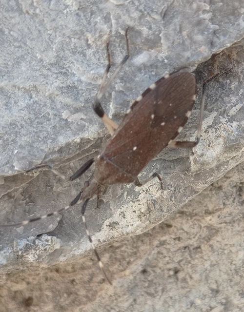 Stenocephalidae - gyűrűspoloskák