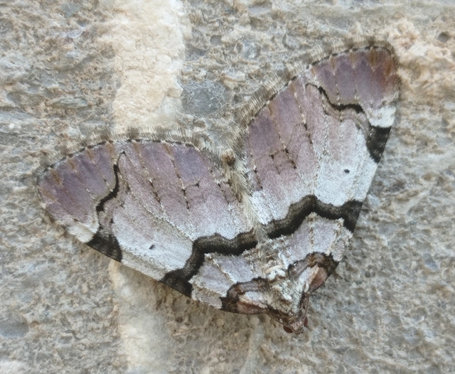 Anticlea derivata - vadrózsa-tarkaaraszoló