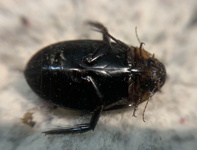 Hydaticus seminiger - fekete mocsáricsíkbogár