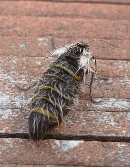 Lycia graecarius