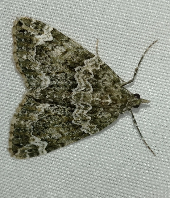 Chloroclysta siterata - salátazöld araszoló