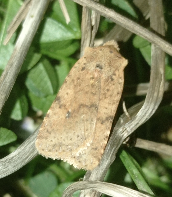 Conistra rubiginea - vörös őszibagoly