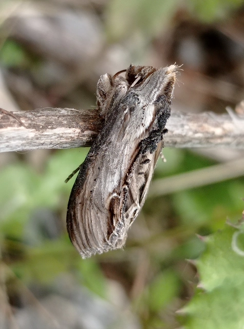 Cucullia blattariae