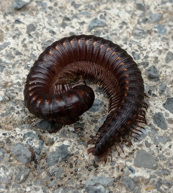 Diplopoda - Ikerszelvényesek