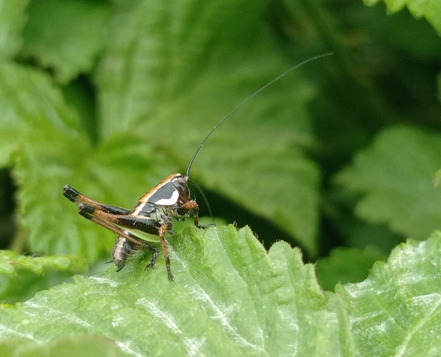 Eupholidoptera