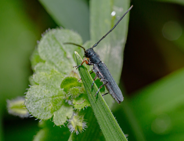 Phytoecia cylindrica - medvelapucincér