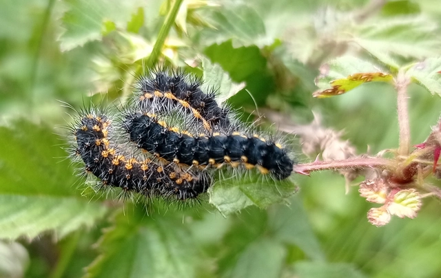 Saturnia pavoniella/pavonia