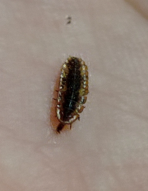 Lampyridae - szentjánosbogár-félék