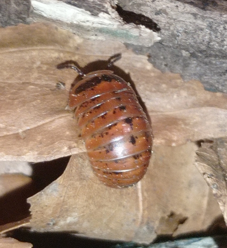 Glomeris klugii