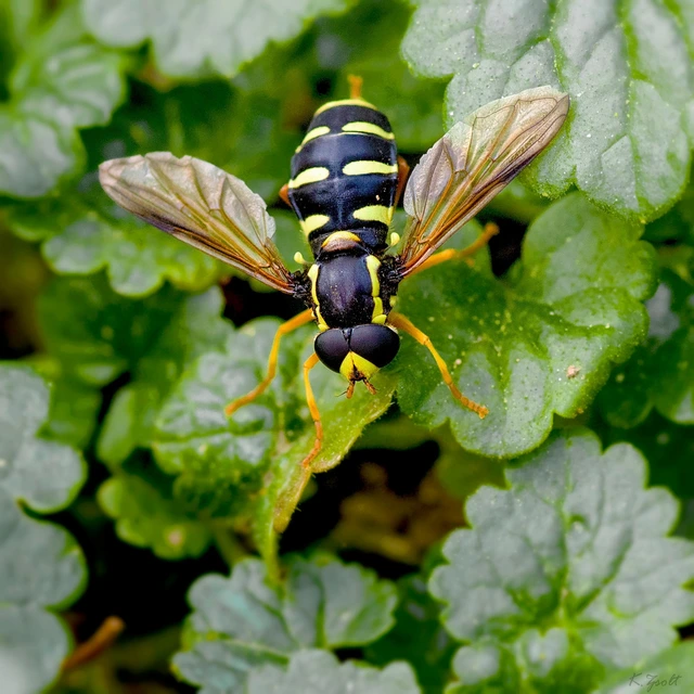 Xanthogramma citrofasciatum - korai oldalsávoslégy