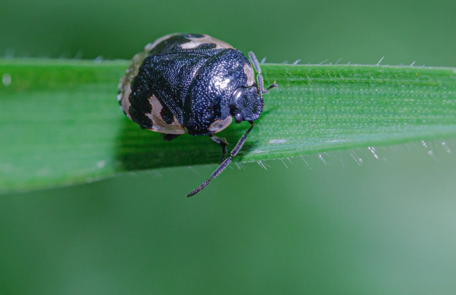 Tritomegas bicolor - foltos földipoloska