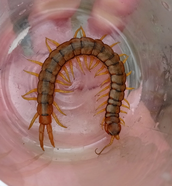 Chilopoda - Százlábúak