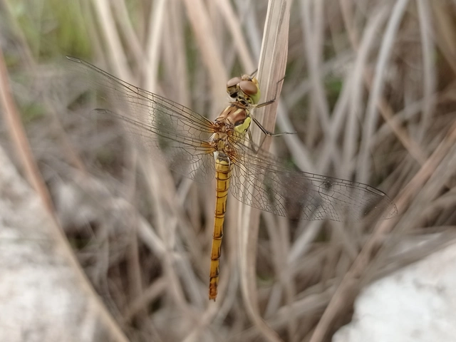 Sympetrum striolatum/vulgatum