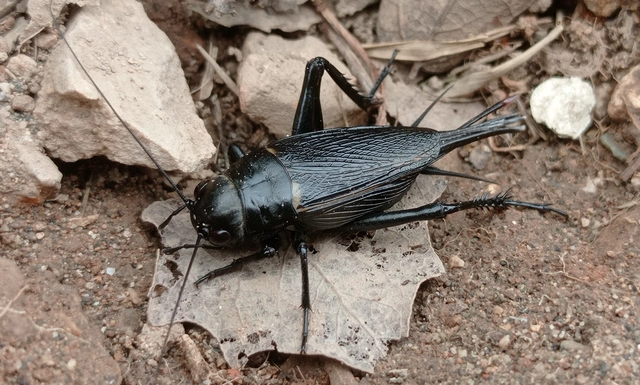 Gryllus bimaculatus