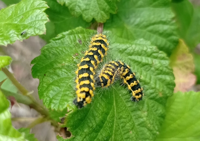 Saturnia pavoniella/pavonia
