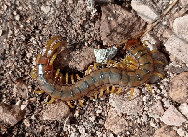Chilopoda - Százlábúak