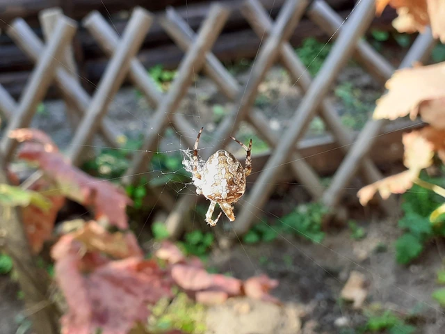 Araneus diadematus - koronás keresztespók