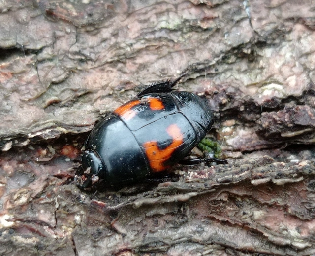 Hister quadrimaculatus - közönséges sutabogár