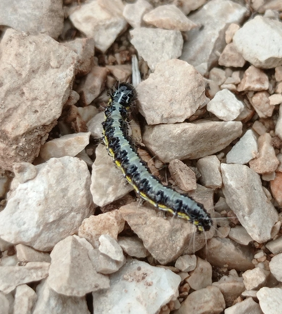 Uresiphita gilvata - feketeöves dudvamoly