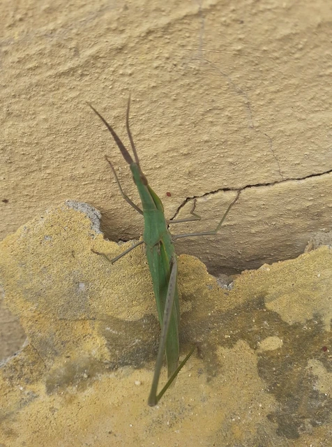 Acrida ungarica - sisakos sáska