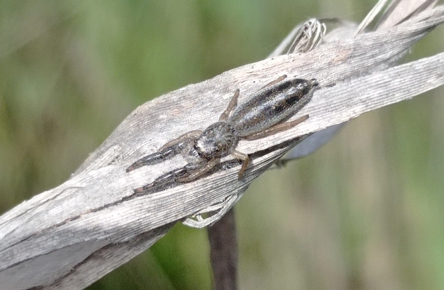 Mendoza canestrinii - mediterrán nádiugrópók
