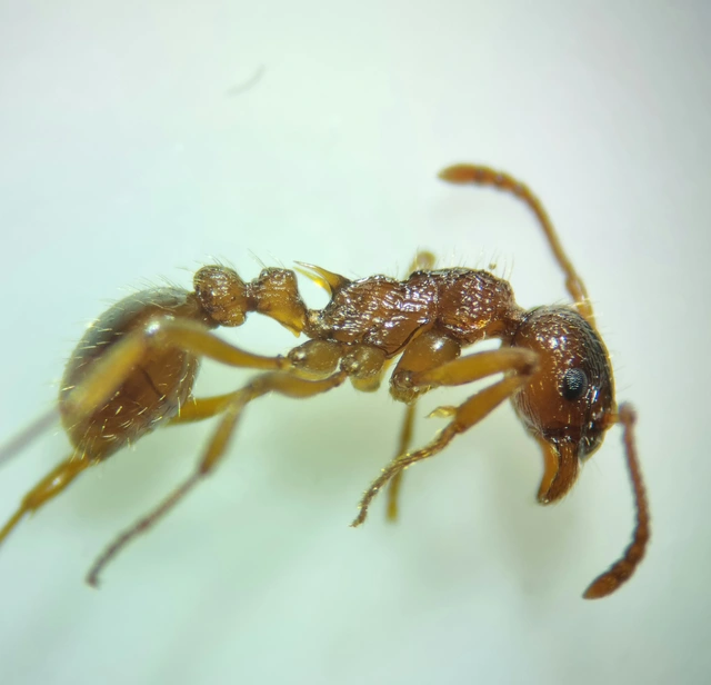 Myrmica ruginodis - erdei bütyköshangya