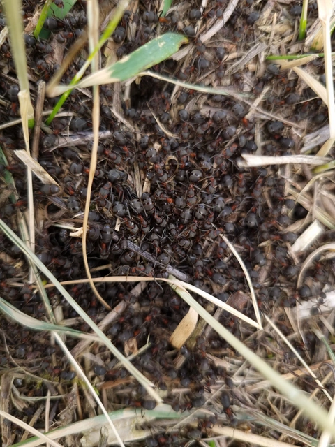 Formica pratensis - réti vöröshangya